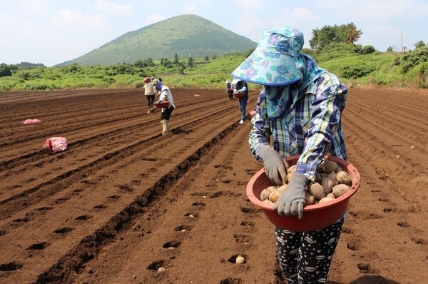 농부들은 저렴한 국산 종자를 쓰고 싶지만 그들에게는 선택권이 없다.  감자파종을 하고 있는 농부의 모습. 사진=연합뉴스