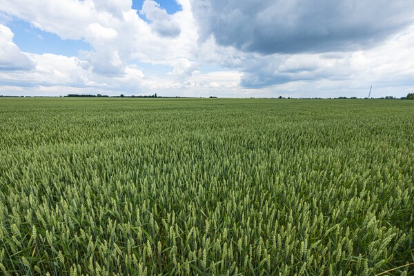 우크라이나 수도 키이우 남부 40여km에 있는 광활한 평야에서 파종된 밀이 자라고 있다. 우크라이나는 비옥한 토지를 이용해 밀과 옥수수를 생산하는 세계 5대 곡창지대다. 사진=연합뉴스