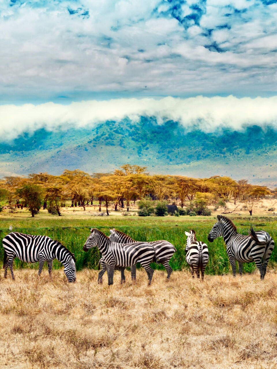 탄자니아 세렝게티 국립공원. 사진=롯데관광개발