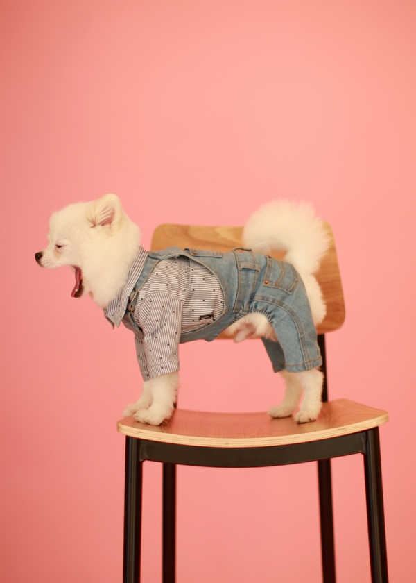 사진=펫토그라피 제공