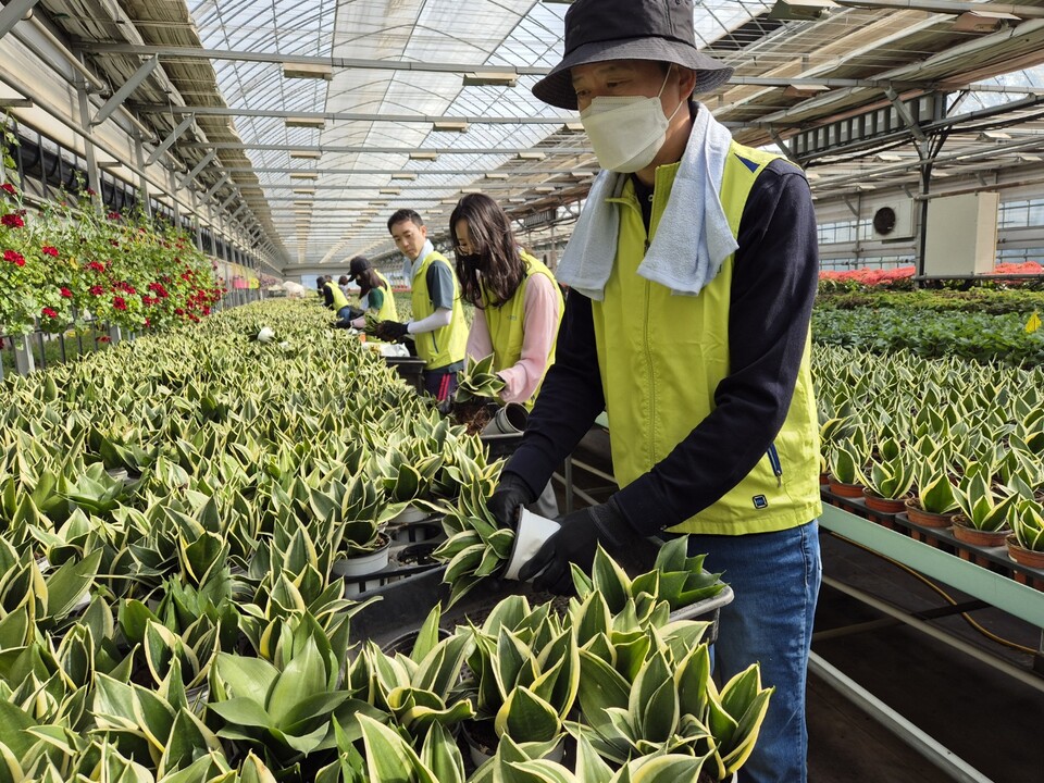 김재춘 농협생명 부사장이 산세베리아 삽목을 정리하고 있다. 사진=NH농협생명