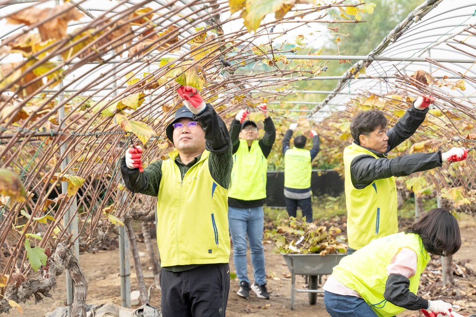 조정래 NH농협금융 미래성장부문 부사장(왼쪽)과 임직원이 28일, 경기도 화성시 소재 포도농가에서 내년 농사준비를 위한 포도나무 가지치기를 하고 있다. 사진=NH농협금융지주