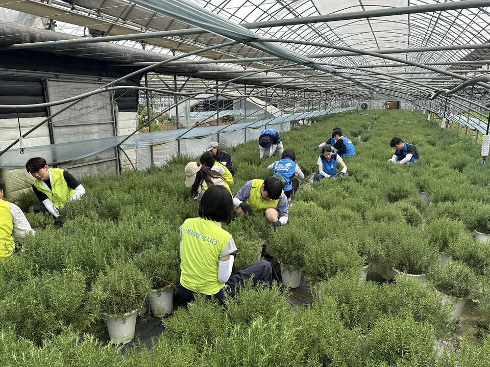 NH농협은행 서울본부 관계자들이 28일 서울시 송파구 소재 허브농가에서 영농지원에 나섰다. 사진=NH농협은행