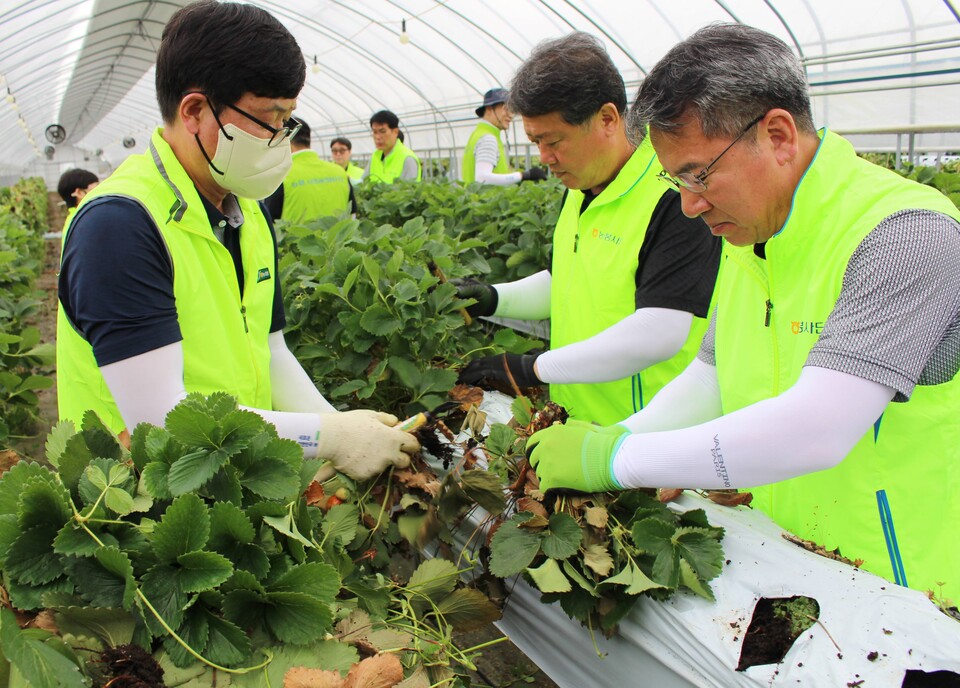 박서홍 농협경제지주 농업경제대표이사(오른쪽 첫 번째)가 20일 강원도 원주 소재 농가를 방문해 직원들과 함께 딸기 배지 정리 및 뿌리 제거 작업을 돕고 있다. 사진=농협경제지주