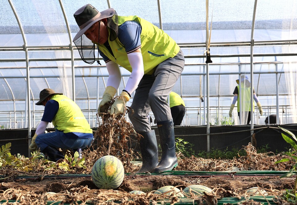 박병희 NH농협생명 대표이사(가운데)와 임직원들이 앞서 29일 충남 청양군을 찾아 수해복구를 위한 일손돕기에 나서 구슬땀을 흘리고 있다. 사진=NH농협생명