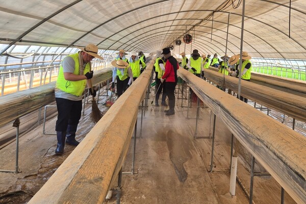 최운재 농협은행 디지털전략사업부문 부행장 및 임직원들이 지난 1일 충남 당진시 소재 농가를 찾아 일손돕기를 하고 있다. 사진=NH농협은행