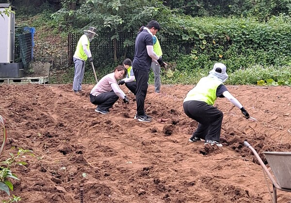 농협중앙회 조합감사위원회사무처와 부천시지부 직원 12명은 16일 경기도 부천시 오정구 관내 농가를 방문해 고구마를 직접 수확하는 등 일손을 보태고 있다. 사진=농협중앙회