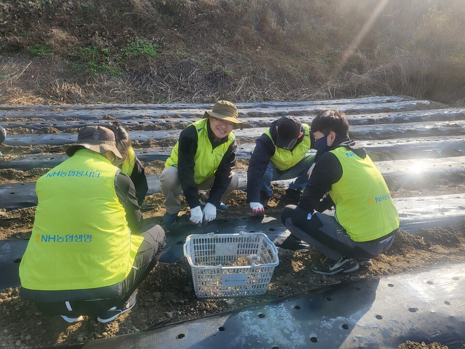 임도곤 NH농협생명 부사장(가운데)과 임직원이 지난 19일 경기 성남시에서 쪽파를 심고 있다. 사진=NH농협생명